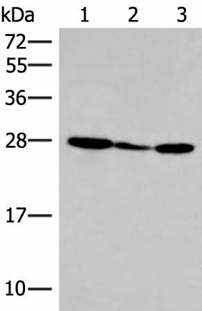 Western blot analysis of 293T cell lysate using HLA-DOB Polyclonal Antibody at dilution of 1:400