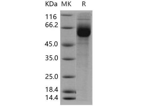 > 94 % as determined by reducing SDS-PAGE.