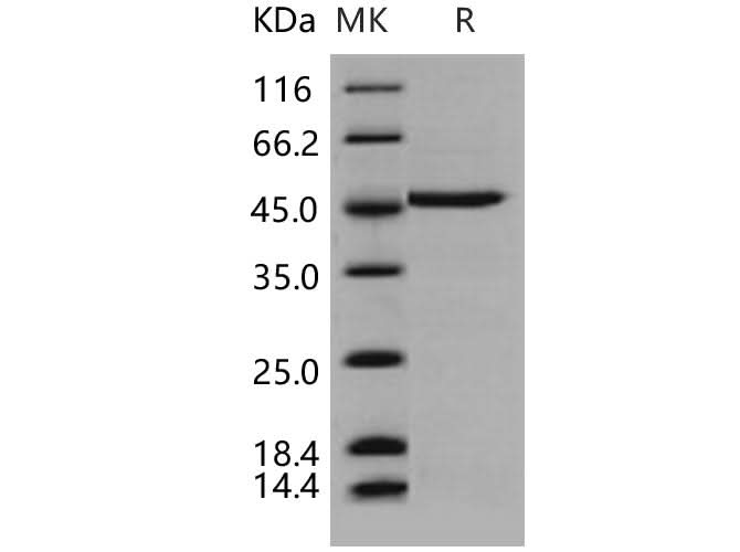 > 95 % as determined by reducing SDS-PAGE.
