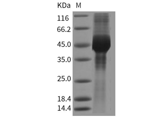 > 85 % as determined by reducing SDS-PAGE.