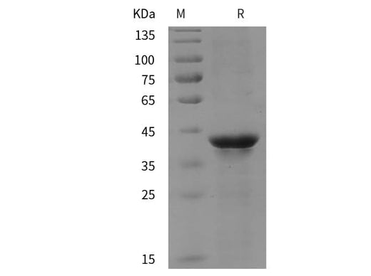 SDS-PAGE analysis of Human SEC13 proteins, 2 μg/lane of Recombinant Human SEC13 proteins was resolved with SDS-PAGE under reducing conditions, showing bands at 40 kDa.