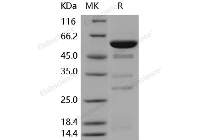 > 76 % as determined by reducing SDS-PAGE.