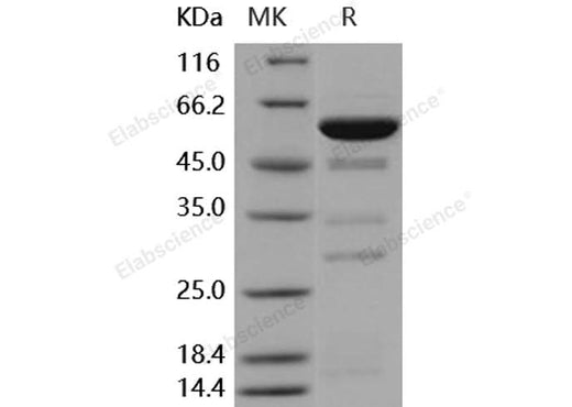 > 76 % as determined by reducing SDS-PAGE.