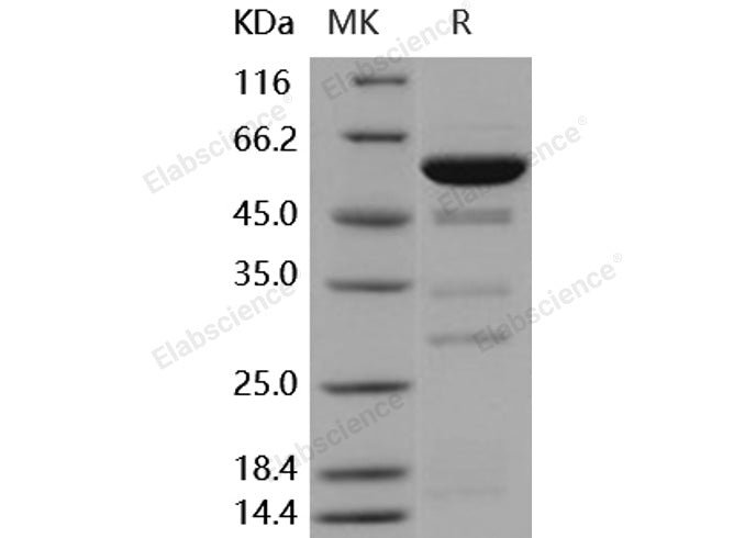 > 76 % as determined by reducing SDS-PAGE.