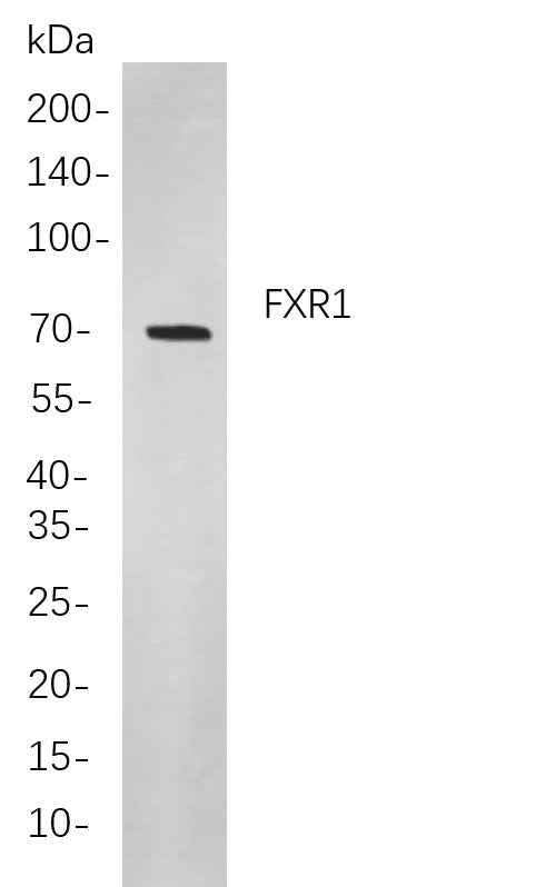 Anti-Human/Mouse/Rat fxr1 Antibody [B832] - ABMIUM