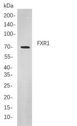 Anti-Human/Mouse/Rat fxr1 Antibody [B832]