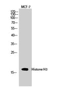 Western Blot analysis of MCF7 cells using Histone H3 Polyclonal Antibody at dilution of 1:2000.