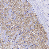 Immunohistochemistry analysis of paraffin-embedded mouse striatum using TH Monoclonal Antibody at dilution of 1:1000.