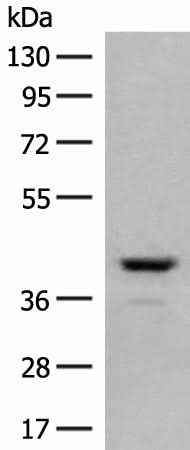 Anti-Human/Mouse/Rat TAAR2 Antibody