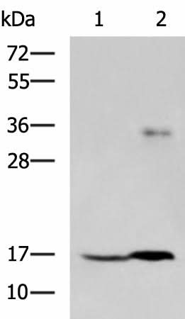 Western blot analysis of A172 cell and Human cerebrum tissue lysates using TMEM42 Polyclonal Antibody at dilution of 1:800