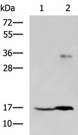 Western blot analysis of A172 cell and Human cerebrum tissue lysates using TMEM42 Polyclonal Antibody at dilution of 1:800