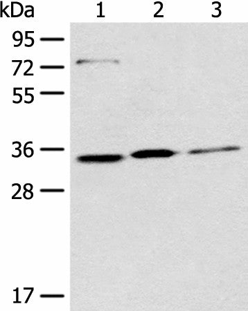 Western blot analysis of 293T Hela and A431 cell lysates using MORF4L2 Polyclonal Antibody at dilution of 1:500
