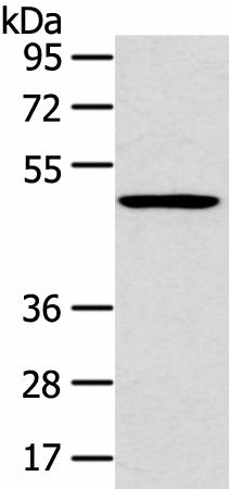 Western blot analysis of 231 cell using HTRA1 Polyclonal Antibody at dilution of 1:500