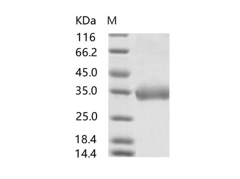 > 95 % as determined by reducing SDS-PAGE.