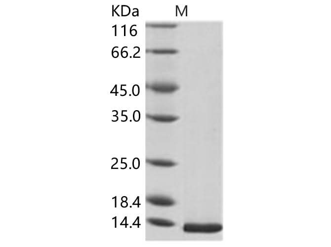 > 95 % as determined by reducing SDS-PAGE.