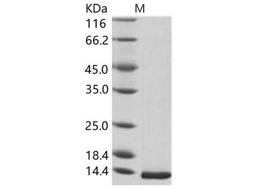 > 95 % as determined by reducing SDS-PAGE.