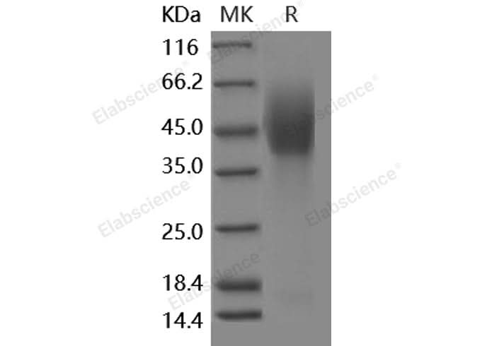 > 95 % as determined by reducing SDS-PAGE.