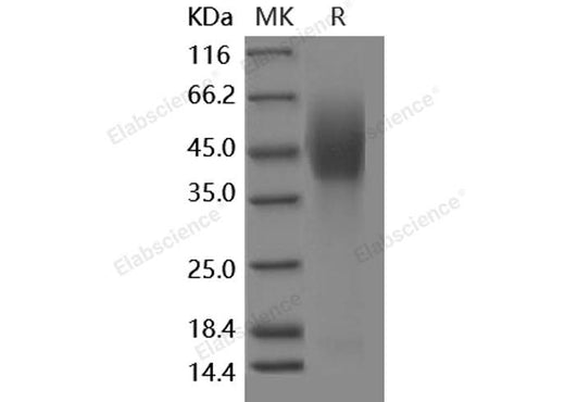 > 95 % as determined by reducing SDS-PAGE.