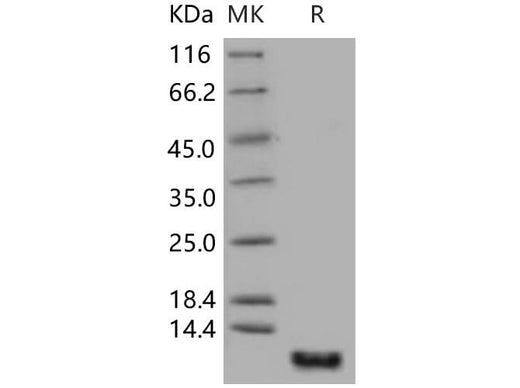 > 97 % as determined by reducing SDS-PAGE.