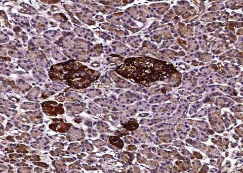 Anti-Human CLU Antibody [A1156] - ABMIUM