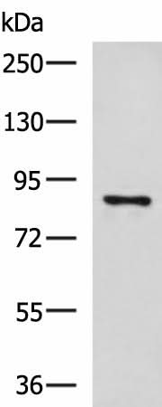 Western blot analysis of 293T cell lysate using CCNF Polyclonal Antibody at dilution of 1:800