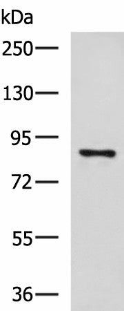 Western blot analysis of 293T cell lysate using CCNF Polyclonal Antibody at dilution of 1:800