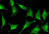 Anti-Human IFI30 Antibody [B177]