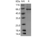 > 85 % as determined by reducing SDS-PAGE.