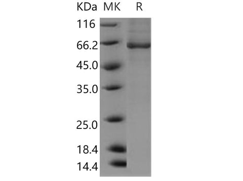 > 85 % as determined by reducing SDS-PAGE.