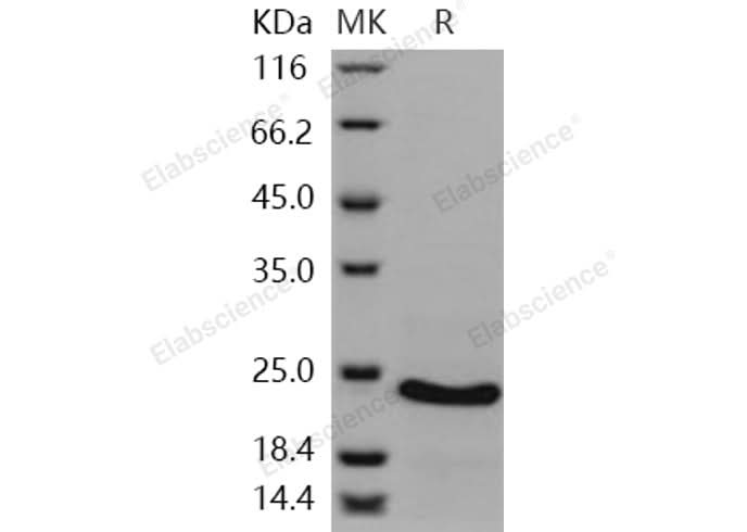 > 95 % as determined by reducing SDS-PAGE.