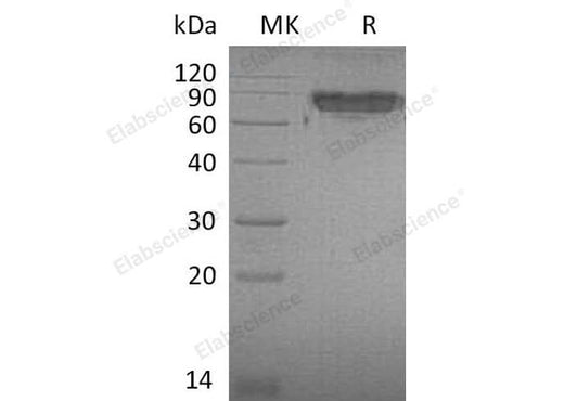 > 85 % as determined by reducing SDS-PAGE.