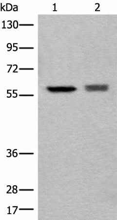 Anti-Human/Mouse/Rat ATL3 Antibody