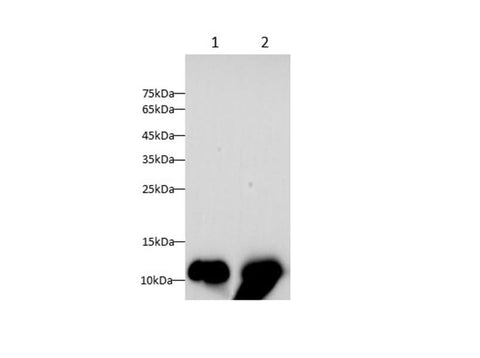 Anti-Mouse/Rat FABP1 Antibody - ABMIUM