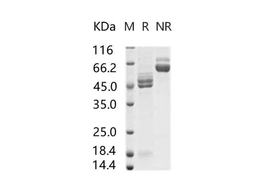 > 95 % as determined by reducing SDS-PAGE.