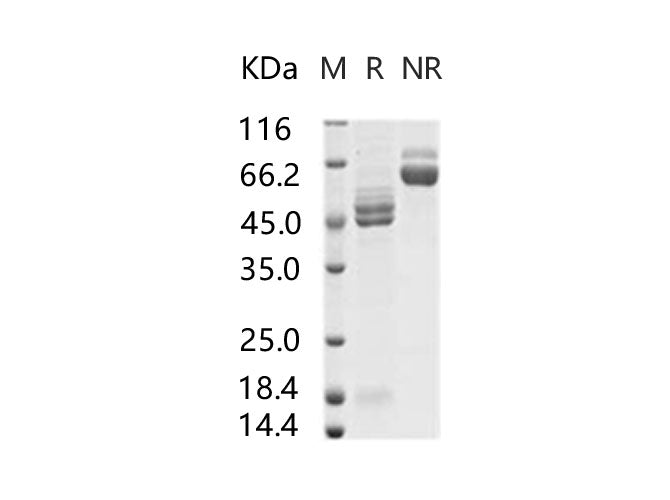> 95 % as determined by reducing SDS-PAGE.