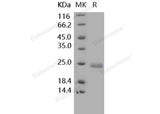 Recombinant Human TNFSF14/LIGHT Protein (His Tag) - ABMIUM