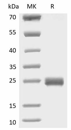 > 95 % as determined by reducing SDS-PAGE.
