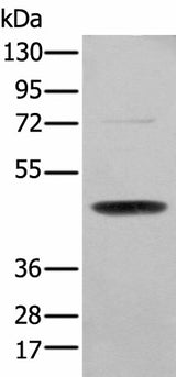 Western blot analysis of NIH/3T3 cell using SERPINH1 Polyclonal Antibody at dilution of 1:200