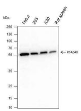 Anti-Human/Rat/Mouse RBBP4 Antibody [A351]