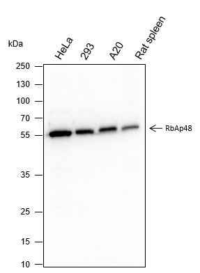 Anti-Human/Rat/Mouse RBBP4 Antibody [A351]
