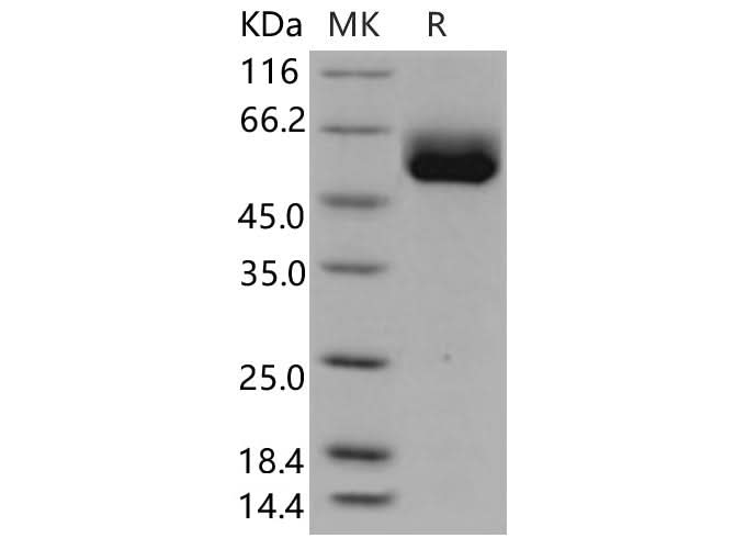 > 98 % as determined by reducing SDS-PAGE.