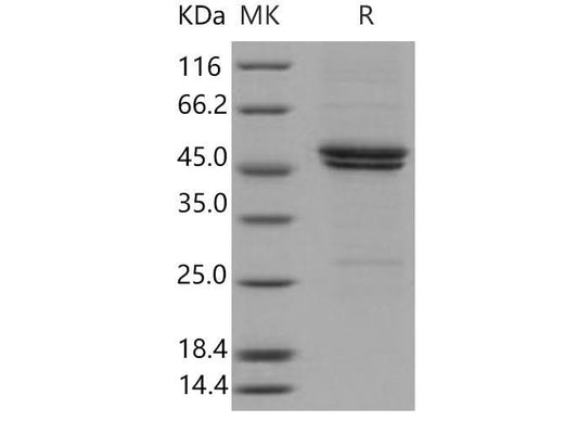 > 85 % as determined by reducing SDS-PAGE.