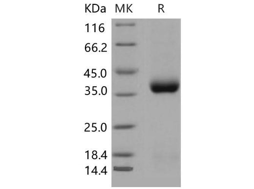 > 97 % as determined by reducing SDS-PAGE.