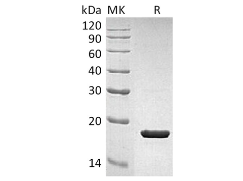Recombinant Human IL-1RA/IL1RN Protein - ABMIUM