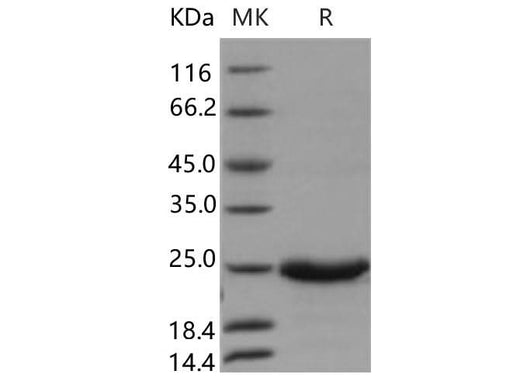 > 96 % as determined by reducing SDS-PAGE.