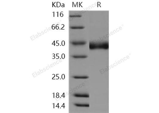 > 95 % as determined by reducing SDS-PAGE.