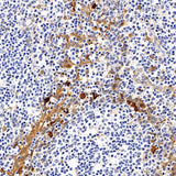 Immunohistochemistry analysis of paraffin-embedded human tonsil tissue using Galectin 3 Monoclonal Antibody at dilution of 1:400.