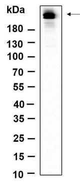 Anti-Human/Mouse/Rat Rpb1 Antibody [B923]