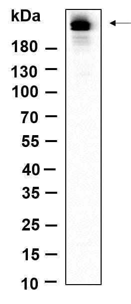 Anti-Human/Mouse/Rat Rpb1 Antibody [B923]