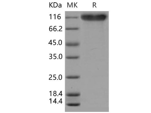 > 95 % as determined by reducing SDS-PAGE.